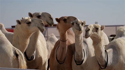  Die Kamele des Kalifen - Ein Blick auf orientalische Romantik und detailreiche Tierporträts!