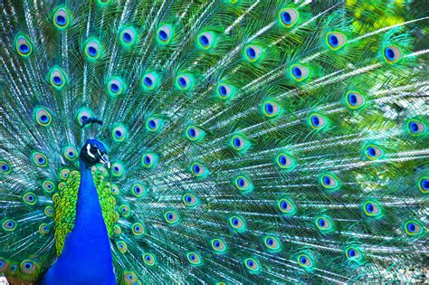  Der tanzende Pfau – Ein Fest der Farben und spiritueller Symbole!